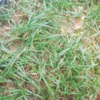 کارگرحرفه ای صحرا