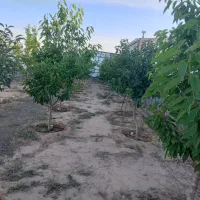 باغ ویلا اجاره ای|اجارهٔ کوتاه‌مدت ویلا و باغ|مشهد, تبادکان|دیوار