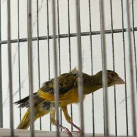 فروش قناری نر و ماده|پرنده|جم, |دیوار