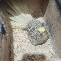 عروس هلندی باتخم با قفس با یه بچه ۴ماهه