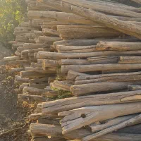 چوب داربست انگور/هیزم برای اتش