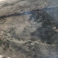 پافرچرم دخترانه|کفش و لباس بچه|مشهد, بهمن|دیوار