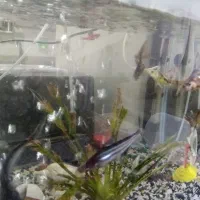 دوتا اکواریوم با ماهی های نژاد دار|ماهی|گرگان, |دیوار