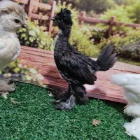 جوجه42روزه سلطان پولندلهستانی برهما نیمچه گلپایگان