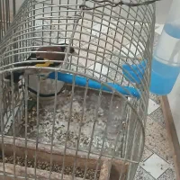 دو عدد سهره