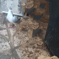 ساده سبز