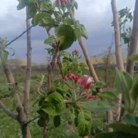 فروش زمین میان چنار