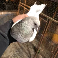 کبوتر یجایی و تکی زردی ،سرخ سرور تهرانی طوقی|پرنده|فردیس, فردیس|دیوار