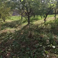 باغ در کنار رود ارس روستای  مارازاد|فروش زمین و ملک کلنگی|جلفا, |دیوار