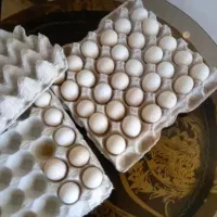 تخم مرغ گلین اصیل فول