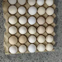 تخم مرغ محلی