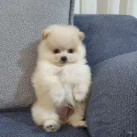 سگ پامرانین خرسی|سگ|مرودشت, بیست متری بیمارستان|دیوار