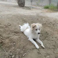 فروشی|سگ|بندرعباس, |دیوار