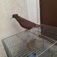 نر سرخ|پرنده|دورود, |دیوار