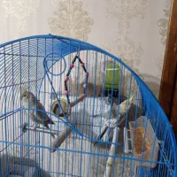 فنچ وعروس هلندی