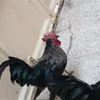 دوتا خروس عربی|حیوانات مزرعه|اهواز, کمپلو شمالی|دیوار