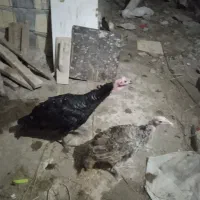 بوقلمون محلی