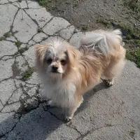 سگ پاکوتاه شیتزو|سگ|محمودآباد, |دیوار