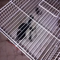 بچه خرگوش|موش و خرگوش|ورامین, شهرک فجر|دیوار