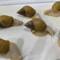 حلزون آچانیتا آلینو