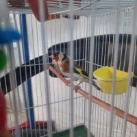 سهره چهارگل نردرشت آروم بخون|پرنده|تایباد, |دیوار