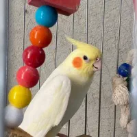 یک جفت عروس هلندی