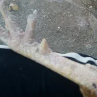 لاری ابرش|حیوانات مزرعه|طرقبه, |دیوار