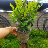 یاس هلندی شمشاد فوتونیا گل و گیاه