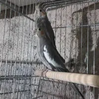 عروس هلندی|پرنده|دره شهر, |دیوار