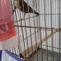 سهره قناری نر|پرنده|قم, شاه سید علی|دیوار