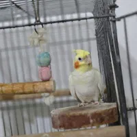 عروس هلندی