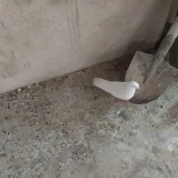 کبوتر
