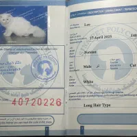 گربه پرشین|گربه|تبریز, |دیوار