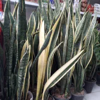 سانسوریا لب طلایی پرقلم و بسیار بزرگ|گل و گیاه طبیعی|قم, علی آباد سعدگان|دیوار