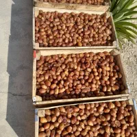 قصب درجه یک