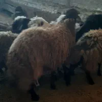 قوچ تخمی جوان حرفه ای خوش استیل سنگین جنس دار