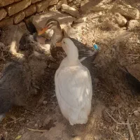اردک