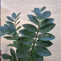 حراج گل وگلدان|گل و گیاه طبیعی|آبدانان, |دیوار