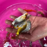 گلفیش کالیکو