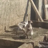 فروش غاز محلی