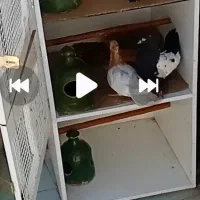 کفترسینه ای|پرنده|قم, میرزائیه|دیوار