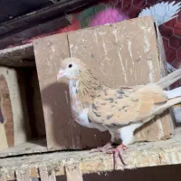 ساده هفت رنگ