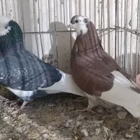 تعدادی کفتر خوب سرخ و ابلغ