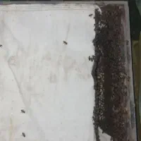 زنبور عسل