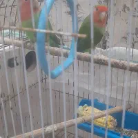 فنچ و،... عروس|پرنده|بندر امام خمینی, |دیوار