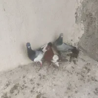 کفتر|پرنده|شیراز, جرسقان|دیوار