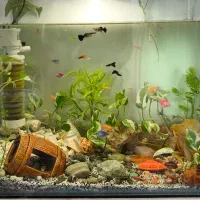 آکواریوم با لوازم کامل