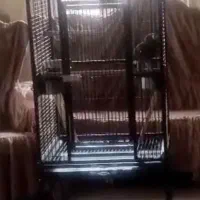 قفس کاسکویی بزرگ