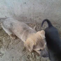 سگ ....|سگ|شفت, |دیوار