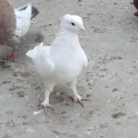 کفتر سفید کاکولی مهر خالپیس  کاکولی|پرنده|گرگان, |دیوار